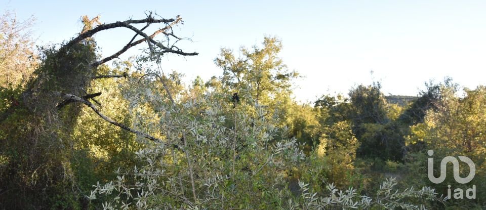 Terrain agricole à Chãos de 3 400 m²