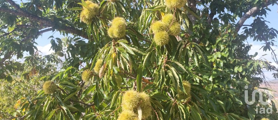 Gîte T2 à Castelo Branco de 144 m²