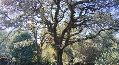 Maison T0 à Pousaflores de 312 m²