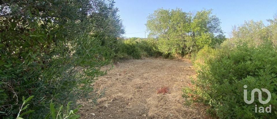 Terreno em Santa Bárbara de Nexe de 2 450 m²