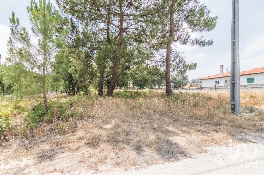 Terreno rústico em Marinha Grande de 702 m²