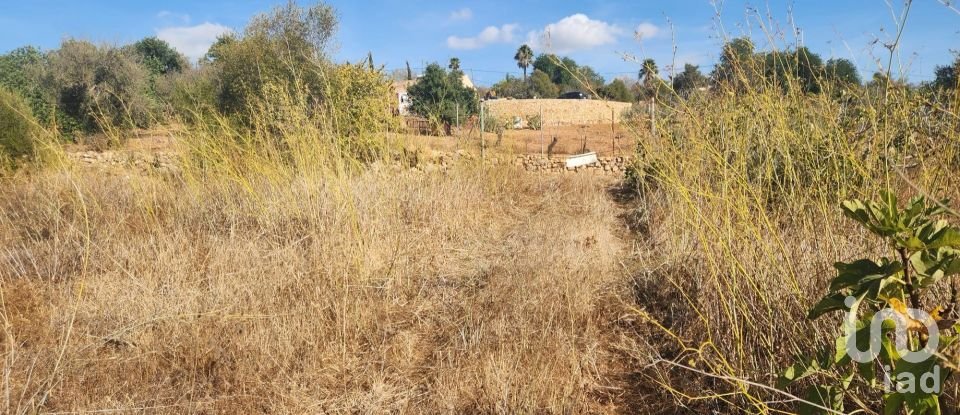 Terreno rústico em Algoz e Tunes de 26 190 m²