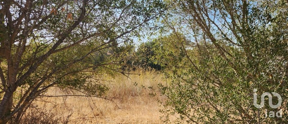 Terreno rústico em Algoz e Tunes de 26 190 m²