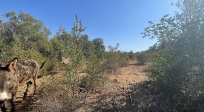 Terrain agricole à Silves de 8 360 m²