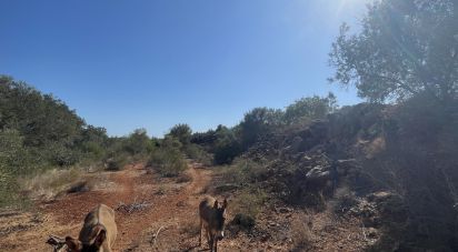 Farm land in Silves of 8,360 m²