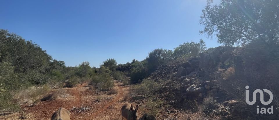 Terrain agricole à Silves de 8 360 m²