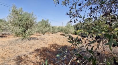 Terrain à Azambujeira e Malaqueijo de 12 080 m²