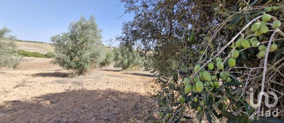 Terreno em Azambujeira e Malaqueijo de 12 080 m²