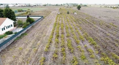 Terrain à Alpiarça de 8 080 m²