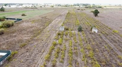 Terrain à Alpiarça de 8 080 m²