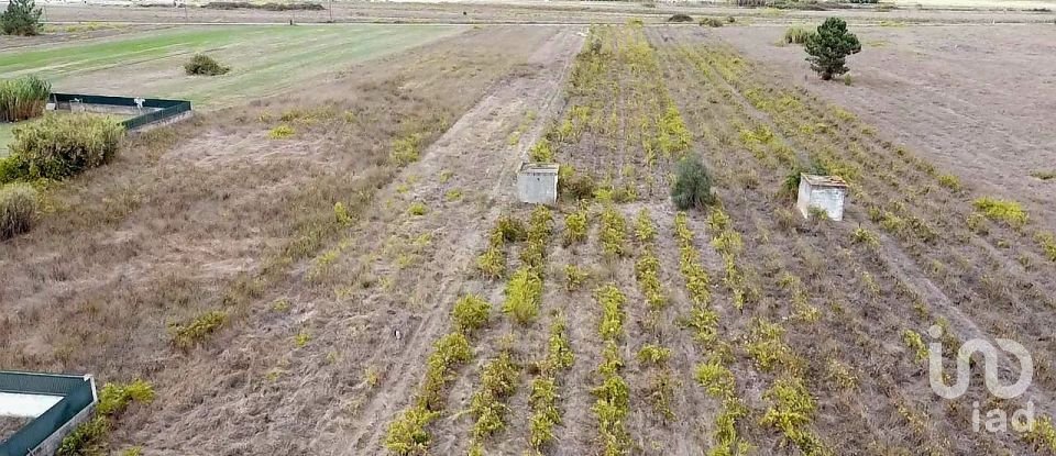 Terreno em Alpiarça de 8 080 m²