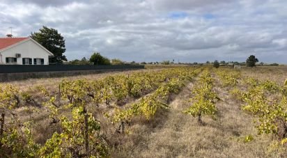 Terrain à Alpiarça de 8 080 m²