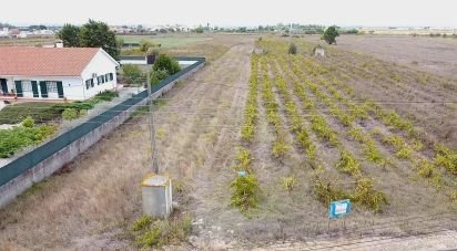 Terrain à Alpiarça de 8 080 m²