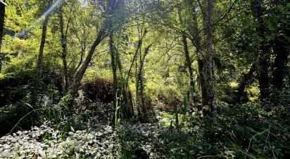 Terrain mixte à Monchique de 22 800 m²