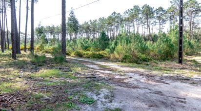 Terrain agricole à Marinha Grande de 9 060 m²