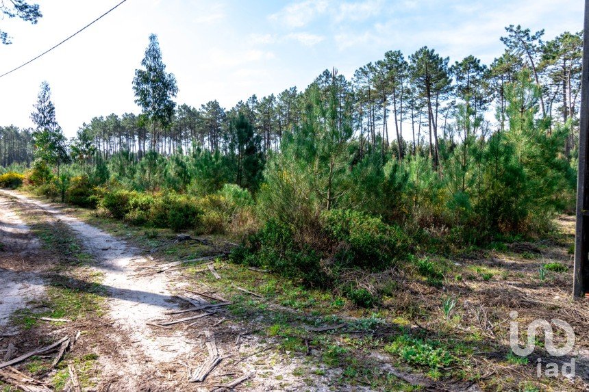 Terreno rústico em Marinha Grande de 9 060 m²