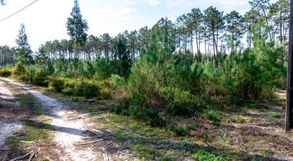 Terrain agricole à Marinha Grande de 9 060 m²