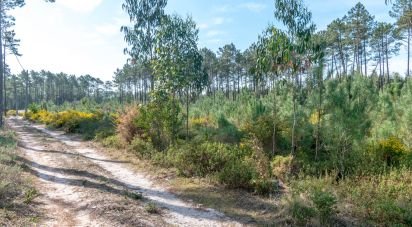 Terrain agricole à Marinha Grande de 9 060 m²
