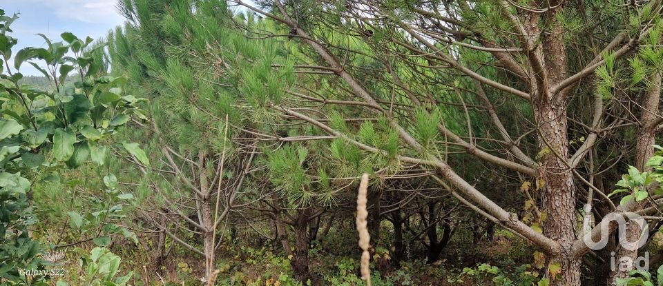 Terreno rústico em Azueira e Sobral da Abelheira de 21 937 m²