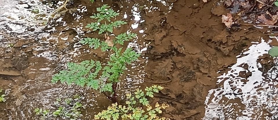 Land in Graça of 4,580 m²