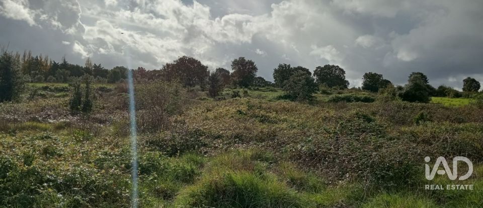 Terreno em Almoster de 20 000 m²