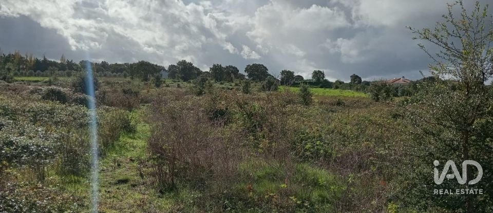 Terreno em Almoster de 20 000 m²