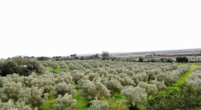 Terrain à Santarém (Marvila), Santa Iria Da Ribeira De Santarém, Santarém (São Salvador) E Santarém (São Nicolau) de 26 720 m²