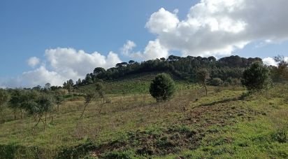 Land in São João da Ribeira e Ribeira de São João of 18,440 m²