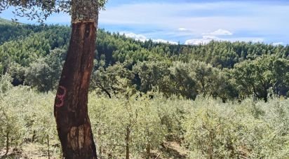 Terrain agricole à Pedrógão Pequeno de 3 920 m²