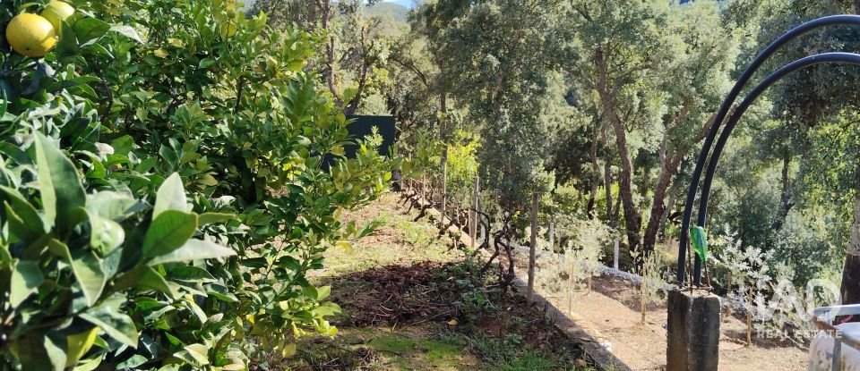 Terreno rústico em Pedrógão Pequeno de 3 920 m²