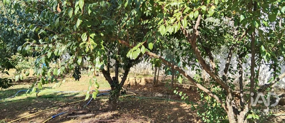 Terreno rústico em Pedrógão Pequeno de 3 920 m²