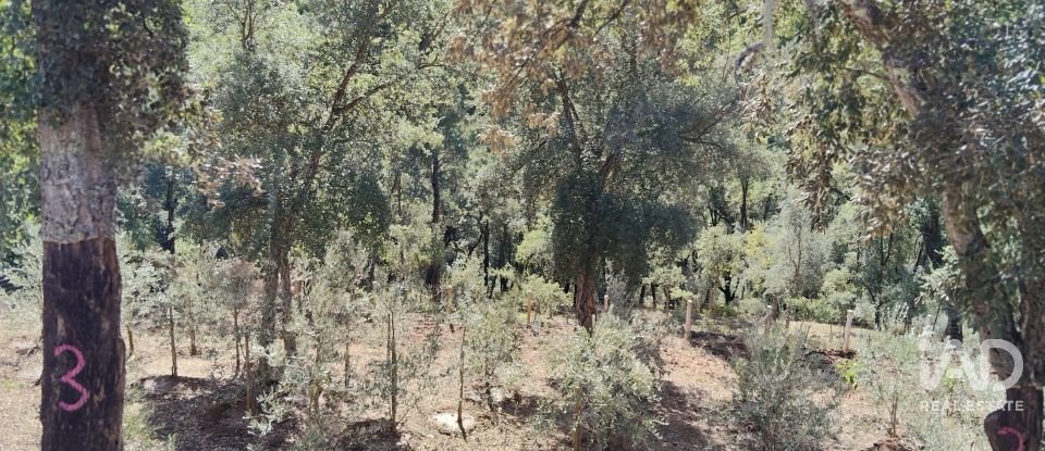 Terreno rústico em Pedrógão Pequeno de 3 920 m²