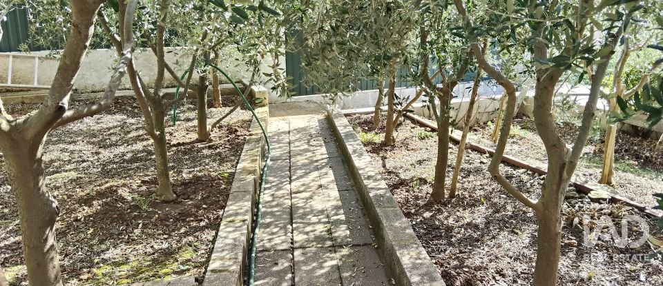 Terreno rústico em Pedrógão Pequeno de 3 920 m²