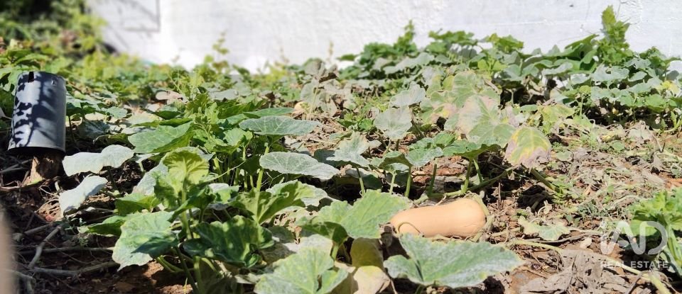 Terreno rústico em Pedrógão Pequeno de 3 920 m²