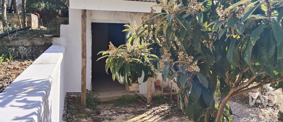 Terreno rústico em Pedrógão Pequeno de 3 920 m²