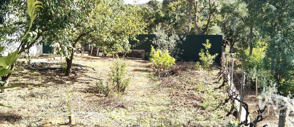 Terreno rústico em Pedrógão Pequeno de 3 920 m²