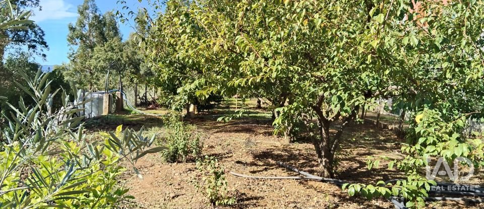 Terreno rústico em Pedrógão Pequeno de 3 920 m²