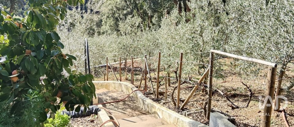 Terreno rústico em Pedrógão Pequeno de 3 920 m²