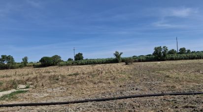 Terrain à Pegões de 12 500 m²