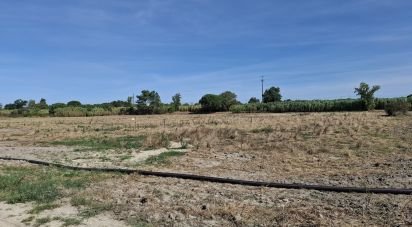 Terrain à Pegões de 12 500 m²