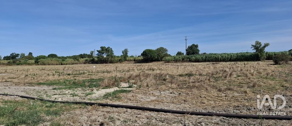 Terreno em Pegões de 12 500 m²