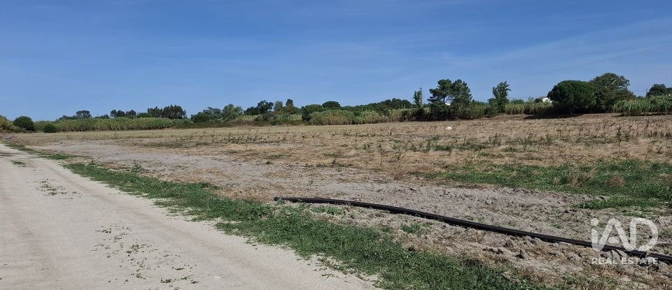 Terreno em Pegões de 12 500 m²