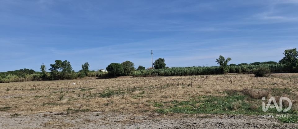 Terreno em Pegões de 12 500 m²