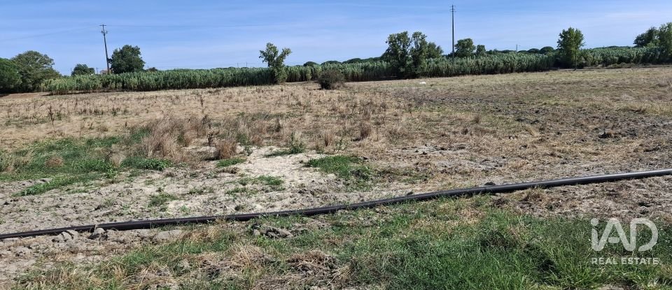 Terreno em Pegões de 12 500 m²