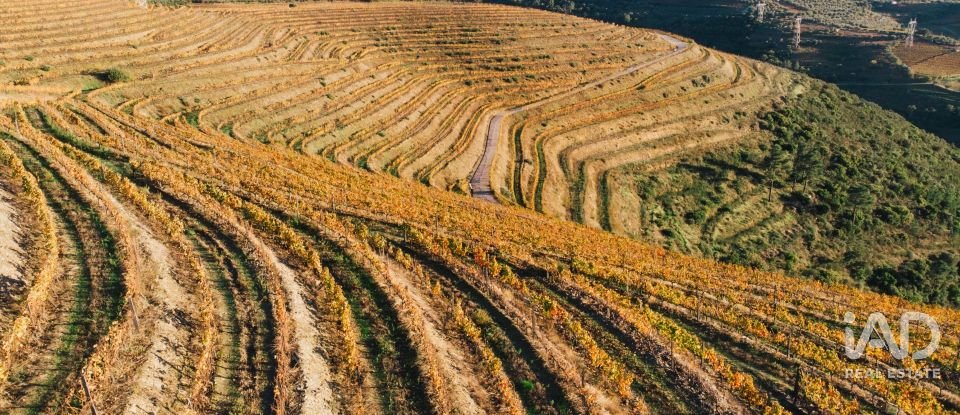 Ferme T7 à Folgosa de 2 594 m²