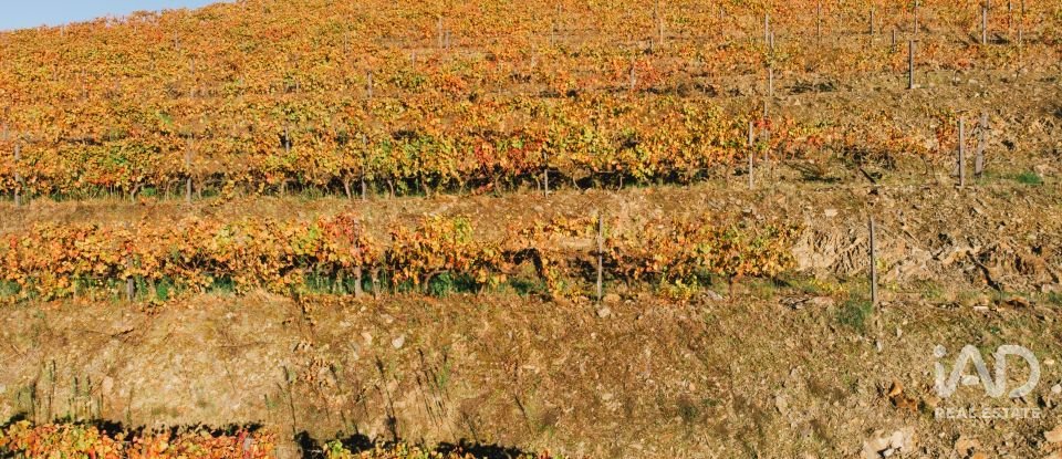 Ferme T7 à Folgosa de 2 594 m²