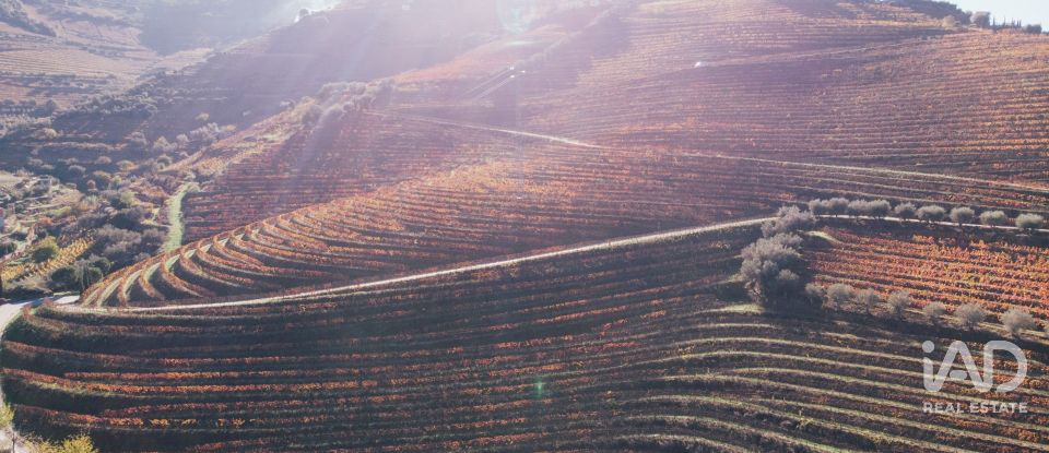 Ferme T7 à Folgosa de 2 594 m²