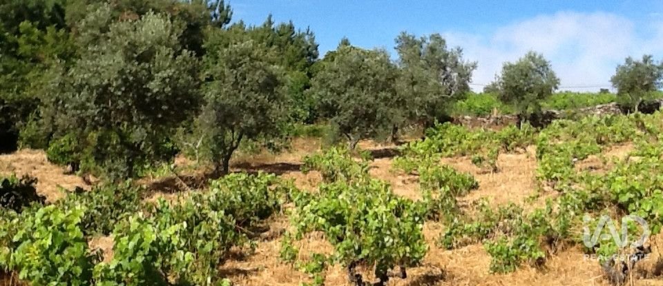 Quinta T8 em Ribeira de Nisa e Carreiras de 378 m²