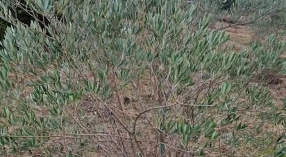 Terrain agricole à Orjais de 10 987 m²