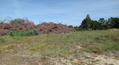 Terrain agricole à Madalena e Beselga de 47 720 m²